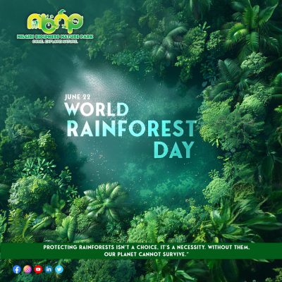 World Rainforest Day