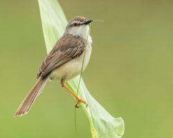 Plain Prinia