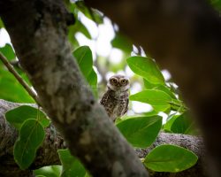 Spotted owlet(Athene brama)