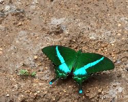 The Common Banded Peacock(Papilio crino)