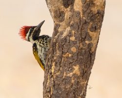 Woodpecker